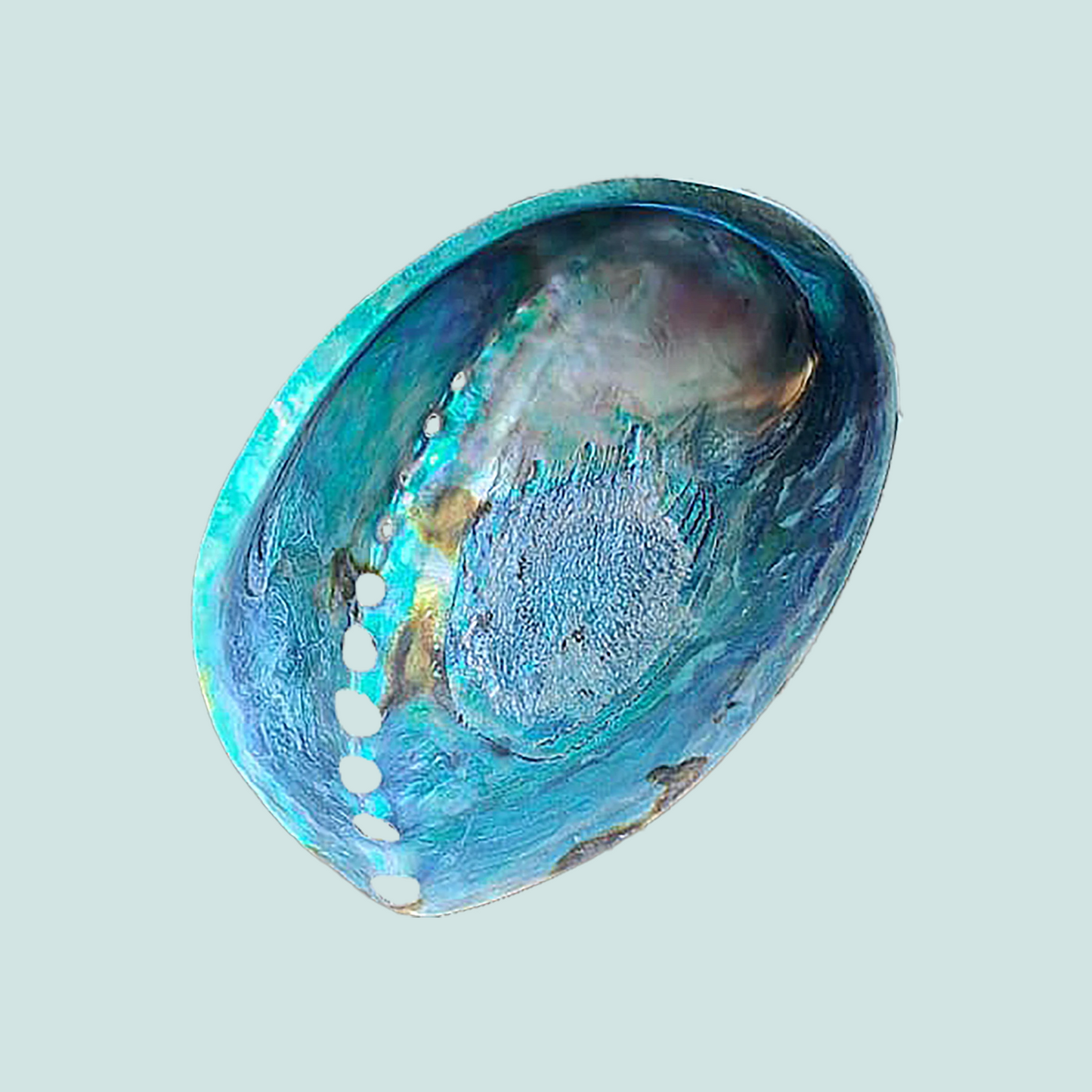 Coquille d’Abalone