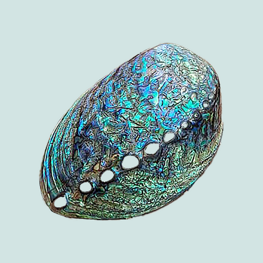 Coquille d’Abalone